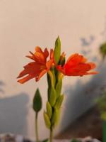 il petardo fiore o tropicale fiamma fiore foto