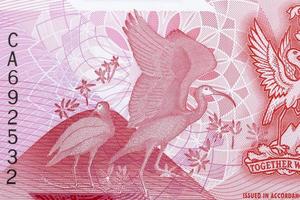 scarlatto ibis a partire dal i soldi di trinidad e tobago foto