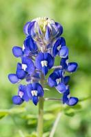 il primavera fioritura Bluebonnet è il stato fiore di Texas. foto