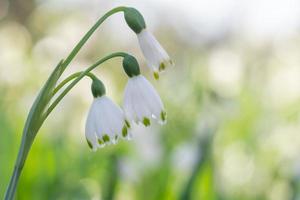 il bianca campana fiori di leucojum vernum nel presto primavera. foto