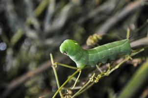 verde bruco sollevamento suo testa quale fa esso Guarda piace un alieno foto