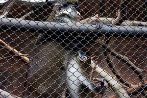 selettivo messa a fuoco di blu scimmie chi siamo l'allattamento al seno loro cuccioli nel loro gabbie. foto