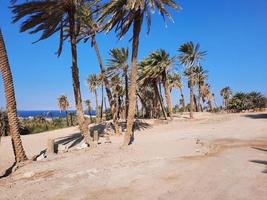 palma alberi bianca sabbia e naturale bellezza su il spiaggia di Arabia arabia. foto