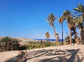 palma alberi bianca sabbia e naturale bellezza su il spiaggia di Arabia arabia. foto