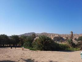 palma alberi bianca sabbia e naturale bellezza su il spiaggia di Arabia arabia. foto