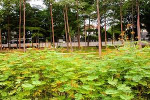 panoramico Visualizza di un' giardino paesaggio con sorprendente impianti e fiori. paesaggi nel il pubblico parco sotto un' nuvoloso cielo foto