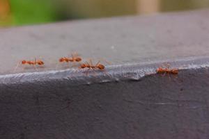 rosso formica. formica a piedi foto