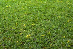 il caduta giallo fiori erano sparpagliato in giro il prato foto