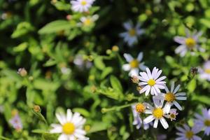 fioritura di margherite. oxeye margherita, leucanthemum volgare, margherite, occhio di bue, Comune margherita, cane margherita, Luna margherita. giardinaggio concetto foto