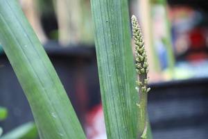 sansevieria bloccatoyi fiori su albero nel giardino foto