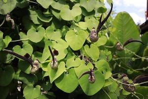 aristolochia squilla comunemente conosciuto come dell'olandese tubo. foto