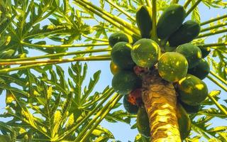 bellissimo papaia albero nel tropicale natura nel puerto escondido Messico. foto