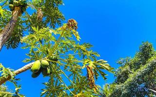 bellissimo papaia albero nel tropicale natura nel puerto escondido Messico. foto