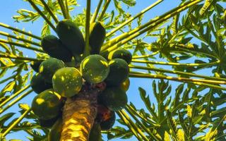 bellissimo papaia albero nel tropicale natura nel puerto escondido Messico. foto