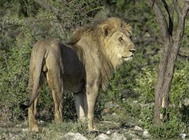 un' maturo maschio Leone nel etosha nazionale parco foto