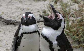 Due capo pinguini nel Sud Africa. foto