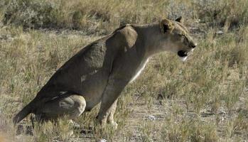 un' leonessa macchie possibile preda nel etosha nazionale parco. foto