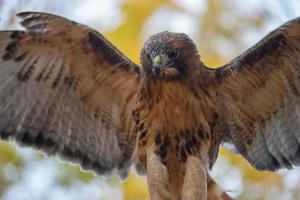 un' coda rossa falco nel Ontario foto