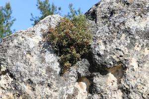 verde impianti e fiori crescere su pietre. foto