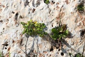 verde impianti e fiori crescere su pietre. foto