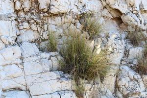 verde impianti e fiori crescere su pietre. foto