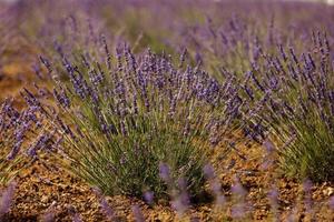 campo di lavanda, provenza, altopiano valensole. bella immagine del campo di lavanda. campo di fiori di lavanda, immagine per sfondo naturale. vista molto bella dei campi di lavanda. foto