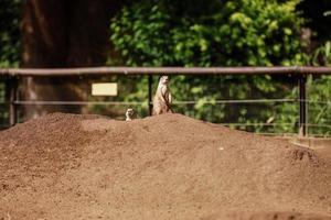 Due seduta naturale marmotte, suricati Guarda su di il tana. curioso europeo suslik in posa per fotografo. poco souslik osservando. foto