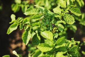 giovane Patata pianta in crescita su il suolo.patata cespuglio nel il giardino.sano giovane Patata pianta nel biologico giardino. biologico agricoltura. campo di verde Patata cespugli. Patata coleottero. selettivo messa a fuoco foto