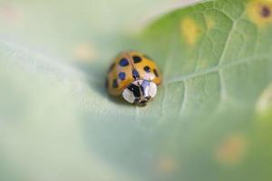 coccinella scarafaggio seduta su un' foglia. foto