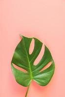 foglia di monstera su sfondo rosa foto