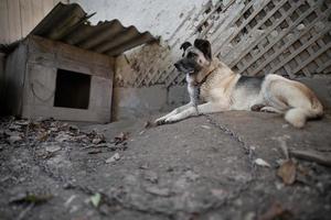 un' solitario e triste guardia cane su un' catena vicino un' cane Casa all'aperto. foto