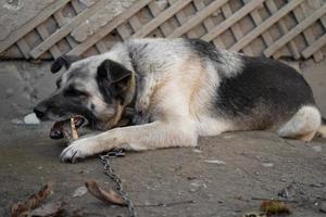 un' solitario e triste guardia cane su un' catena vicino un' cane Casa all'aperto. foto