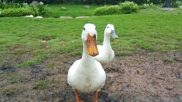 un' gruppo di bianca pekin o americano pekin o domestico anatra o anas platyrhynchos domesticus su un' azienda agricola foto