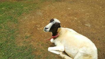 un' bianca capra posa giù su il terra su un' azienda agricola foto