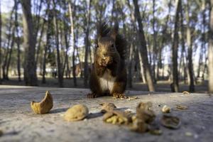 scoiattolo che mangia le nocciole foto