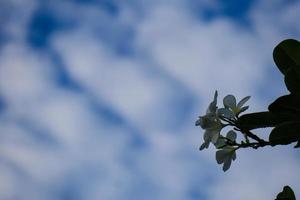 plumeria alba fiore è un' specie di il genere Plumeria. esso ha stretto allungata foglie, grande bianca fiori e un' forte aroma. foto