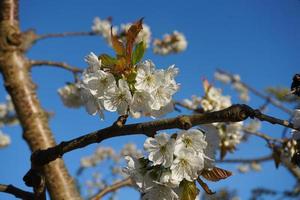 bellissimo e delicato ciliegia fiori nel il mattina sole su blu skype vicino su. ciliegia fiore. foto