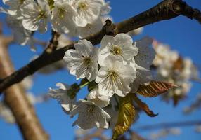 bellissimo e delicato ciliegia fiori nel il mattina sole su blu skype vicino su. ciliegia fiore. foto