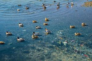 inquinamento di fiumi e mari con plastica rifiuto e spazzatura, anatre nuotare nel un' serbatoio inquinata con sciupare, il rischio di vita e il benessere di ecosistemi, un' giorno per cura per il terra foto