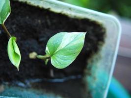 vareigato pianta e homalomena vareigato bianca e verde leafe foto