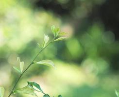 vareigato pianta e homalomena vareigato bianca e verde leafe foto