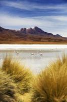 laguna hedionda in bolivia foto