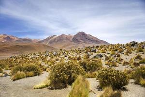 laguna colorada in bolivia foto