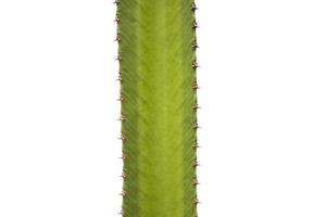 cactus su sfondo bianco foto