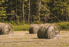 balle di fieno in un campo vicino a una foresta verde foto