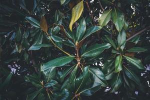 foglie verdi di un albero di magnolia foto