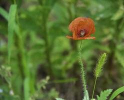 un fiore di papavero in fiore foto