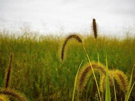 erba di coda di volpe in un campo foto