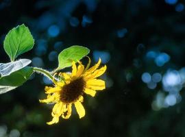 un girasole retroilluminato con sfondo verde sfocato foto