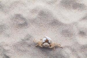 un granchio nella sabbia foto